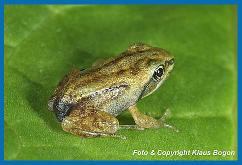 Auswechseln Moorfrosch