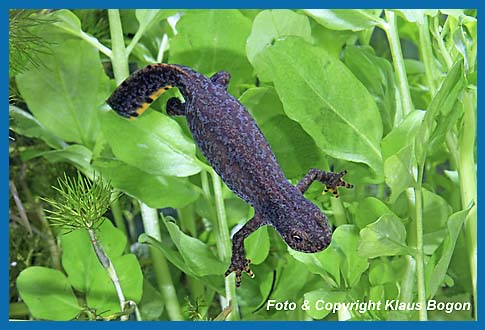 Bergmolch  Triturus alpestris. Die Weibchen sind unaufflliger gefrbt.