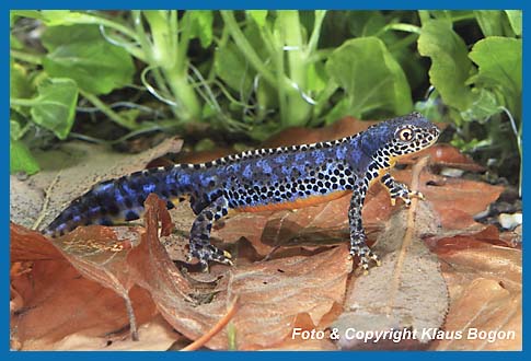 Bergmolch  Triturus alpestris, Mnnchen im Paarungskleid.