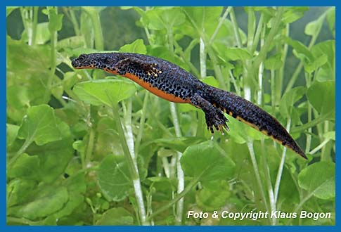 Bergmolch  Triturus alpestris, Weibchen schwimmt mit angelegten Beinen. Der Antrieb erfolgt durch die Bewegung des Schwanzes.