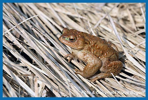 Erdkrte Bufo bufo Mnnchen sonnt sich auf trockenen Grsern.