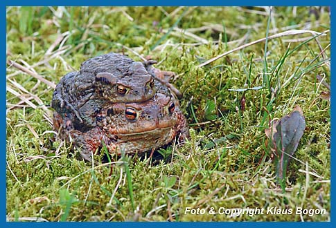 Erdkrte Bufo bufo Weibchen trgt das Mnnchen zum Laichgewsser.