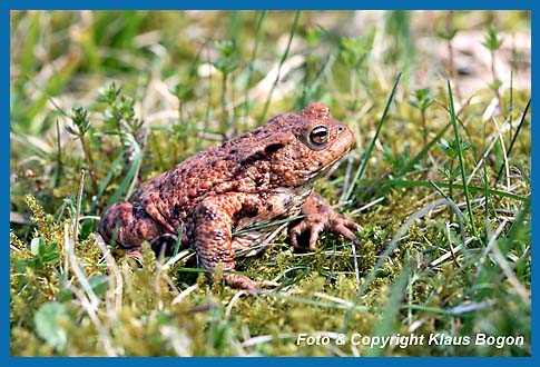 Erdkrte Bufo bufo Mnnchen auf der Wanderung zum Laichgewsser.