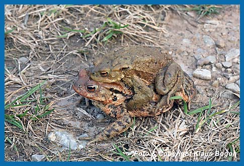 Erdkrte Bufo bufo Weibchen trgt das Mnnchen zum Laichgewsser.