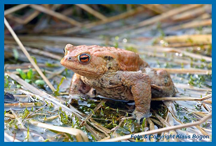 Erdkrten Mnnchen Bufu bufo am Rand des Laichgewssers.