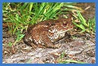 Erdkrte  (Bufo bufo)