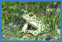 Wechselkrte (Bufo viridis)