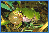 Laubfrosch (Hyla arborea) rufend, siehe Schallblase