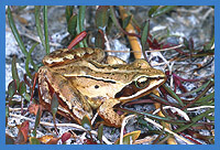 Moorfrosch (Rana arvalis)