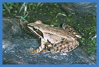 Springfrosch (Rana dalmatina)