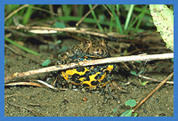 Gelbbauchunke  (Bombina variegata)