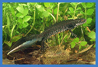 Kammolch (Triturus cristatus)