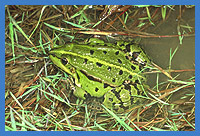 Seefrosch (Rana ridibunda)