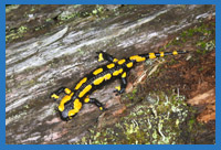 Feuersalamander, Salamandra salamandra