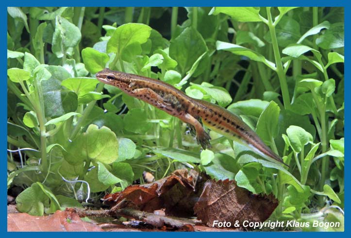 Fadenmolch  Triturus helveticus Mnnchen  mit den typischen Faden am Schwanzende. 