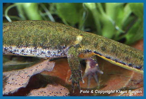 Fadenmolch  Triturus helveticus Weibchen, der gelbe Fleck oberhalb der  Hinterbeine ist ein Unterscheidungsmergmal gegenber dem Teichmolchweibchen.