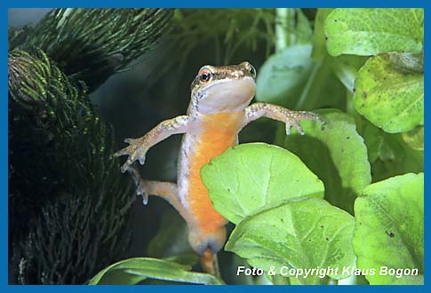 Fadenmolch  Triturus helveticus Weibchen, beachte die ungefleckte Kehle.