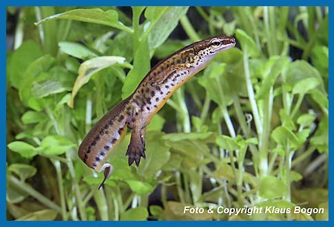 Fadenmolch  Triturus helveticus Mnnchen mit den zur Laichzeit dunklen Schwimmhten an den Zehen der Hinterfe.