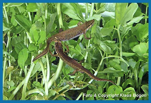 Fadenmolch  Triturus helveticus Mnnchen beriecht Weibchen.