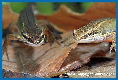 Fadenmolch  Triturus helveticus Mnnchen und Weibchen.