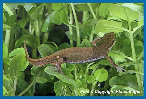 Fadenmolch  Triturus helveticus Weibchen prft Wasserpflanzenblatt vor der Eiablage.