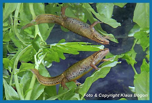 Fadenmolch  Triturus helveticus Weibchen, Spiegelung  an der Wasseroberflche.