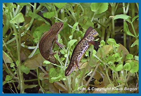 Fadenmolch  Triturus helveticus  Mnnchen  balzt Weibchen an.