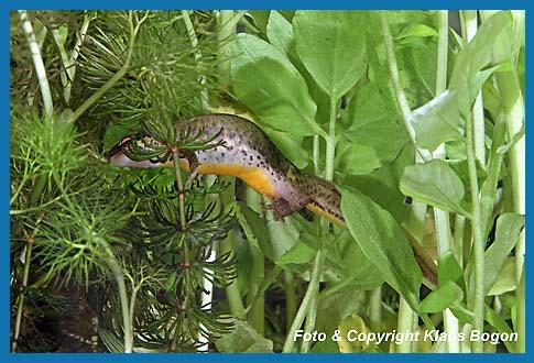 Fadenmolch  Triturus helveticus Weibchen legt Ei in mit den Hinterfen  zusamengefaltetes Blatt.