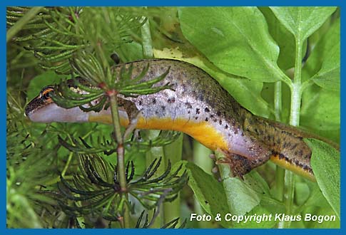 Fadenmolch  Triturus helveticus Weibchen bei der Eiablage.