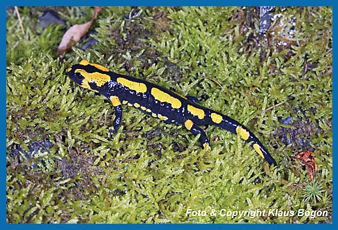 Feuersalamander Salamandra salamandra, in der Nhe seines Tagesversteck.