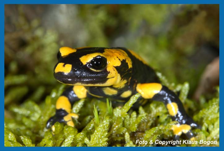 Feuersalamander Salamandra salamandra, Portrt