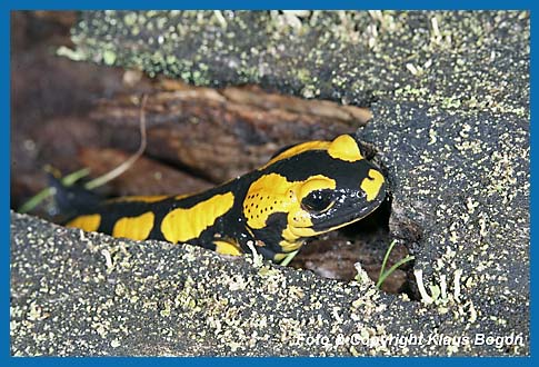 Feuersalamander Salamandra salamandra, Verlt sein Tagesversteck in einem morchen Stck Totholz.