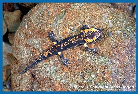 Bei diesem Feuersalamander haben sich die ueren Kiemem zurckgebildet, er wird in kurzer Zeit das Gewsser verlassen.