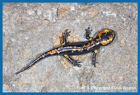 Das gleiche Feuersalamander wie auf dem linken Bild , nachdem er schon mehrere Tage an Land verbracht hat.