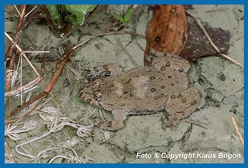 Gelbbauchunke  Bombina variegata, die noch erkennbaren Trockenrisse am Gewssergrund zeigen das  der Gewssserboden noch vor kurzen ausgetrocknet war.