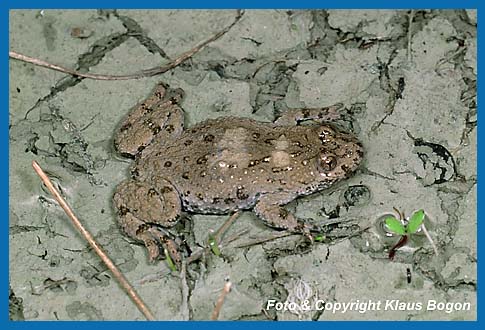 Gelbbauchunke  Bombina variegata im Laichgewsser einer Wasser gefllten Wagenspur.