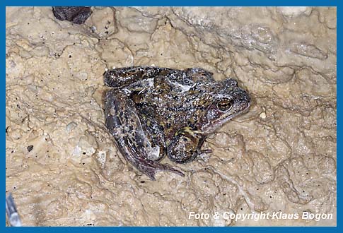 Grasfrosch  Rana temporaria im Winterquartier einem Wasserstollen.