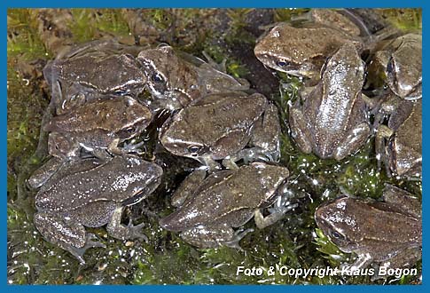 Ansammlung von jungen Grasfrschen am Teichufer.