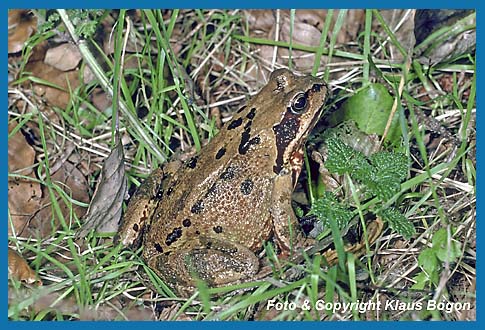 Grasfrosch  Rana temporaria Weibchen.