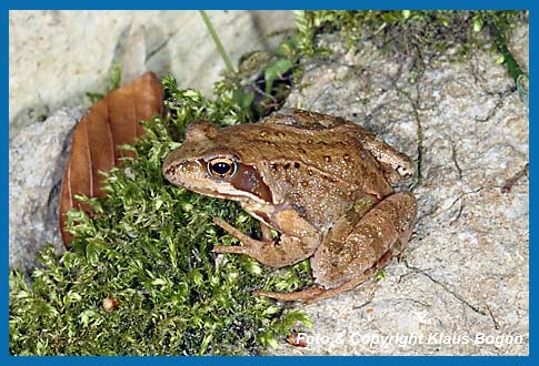 Grasfrosch  Rana temporaria