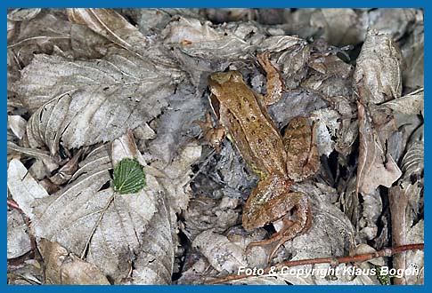 Grasfrosch  Rana temporaria im Laubwald unterwegs.