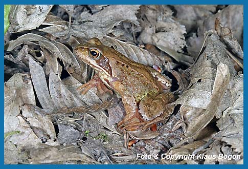 Grasfrosch  Rana temporaria