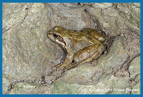 Grasfrosch  Rana temporaria im Eingangsbereich einer Natrhhle.