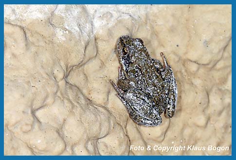 Grasfrosch  Rana temporaria im Winterquartier einem Wasserstollen.