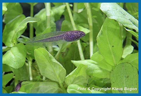 Larve des Grasfrosches  Rana temporaria.