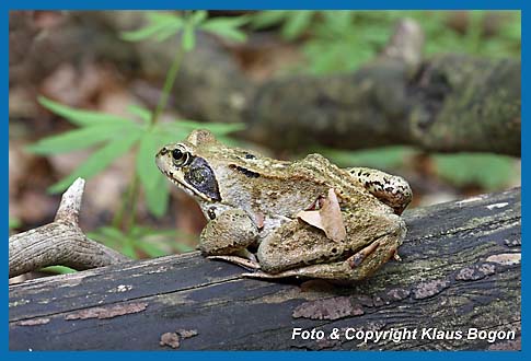 Grasfrosch  Rana temporaria auf Totholz sitzend.