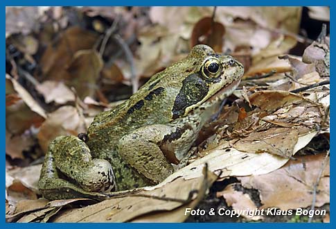 Grasfrosch  Rana temporaria