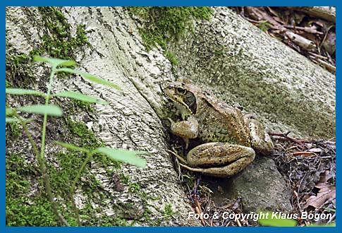 Grasfrosch  Rana temporaria am Stammfu einer Rotbuche.