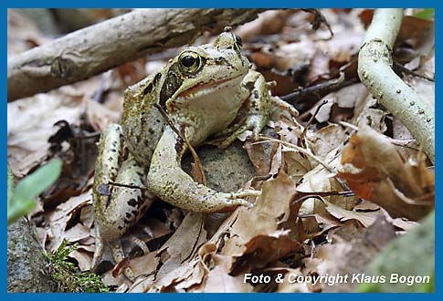 Grasfrosch  Rana temporaria