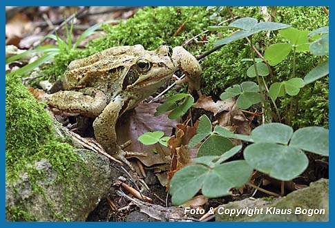 Grasfrosch  Rana temporaria